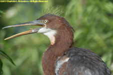 tricolored heron